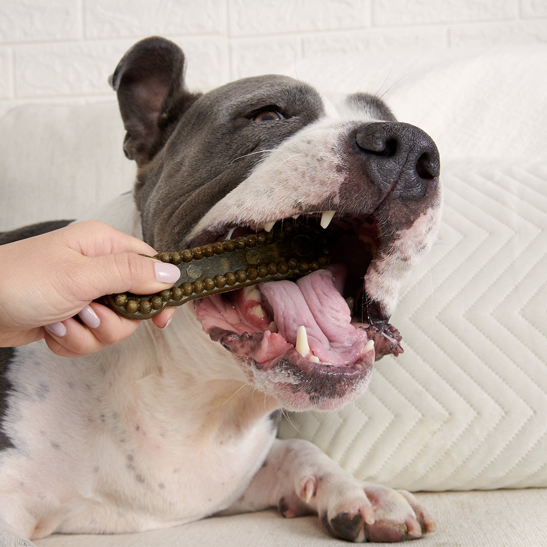 Teeth cleaning outlet chews for dogs