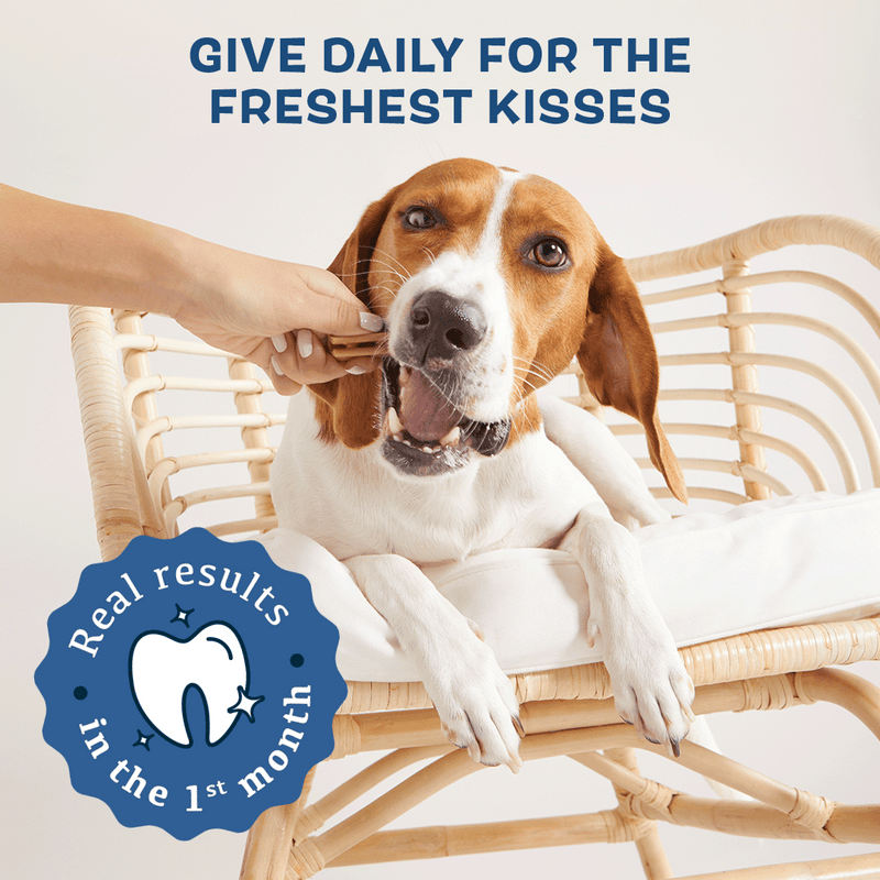 BARK Bright Dental Care Kit for Dogs BARK